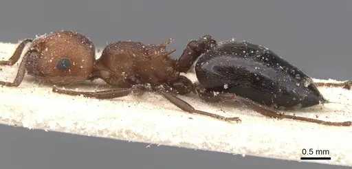 Crematogaster castanea specimen CASENT0912657 image casent0912657_3
