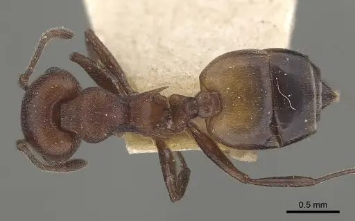 Crematogaster castanea specimen CASENT0919663 image casent0919663_1