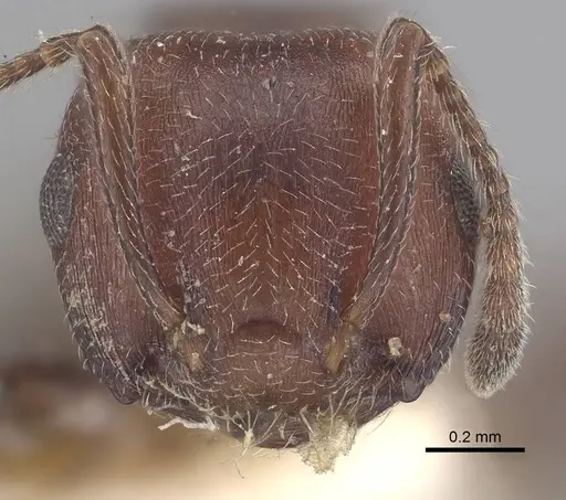 Crematogaster castanea specimen CASENT0919663 image casent0919663_2