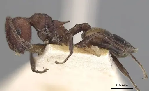 Crematogaster castanea specimen CASENT0919663 image casent0919663_3