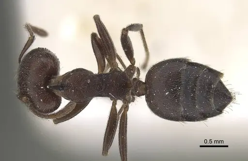 Crematogaster castanea specimen CASENT0919664 image casent0919664_1