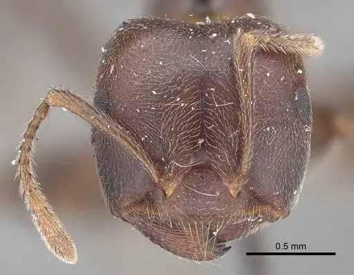 Crematogaster castanea specimen CASENT0919664 image casent0919664_2
