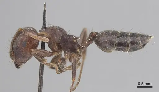 Crematogaster castanea specimen CASENT0919664 image casent0919664_3