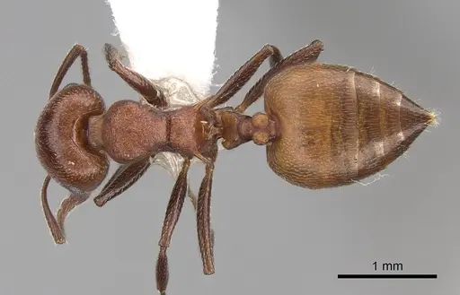 Crematogaster castanea specimen CASENT0922646 image casent0922646_1
