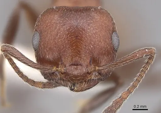 Crematogaster castanea specimen CASENT0922646 image casent0922646_2