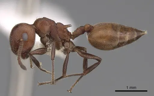 Crematogaster castanea specimen CASENT0922646 image casent0922646_3