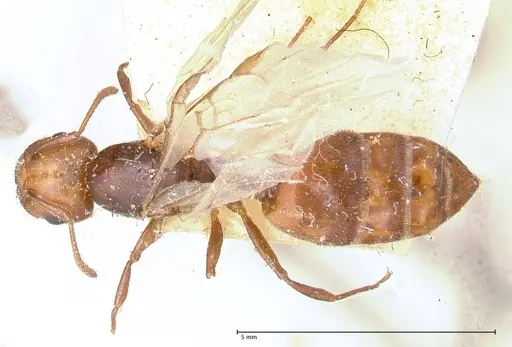 Crematogaster castanea specimen FOCOL0653 image focol0653_1