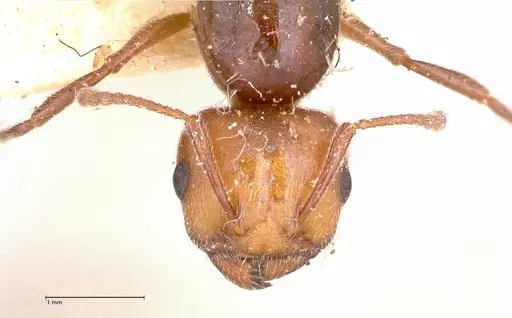 Crematogaster castanea specimen FOCOL0653 image focol0653_2