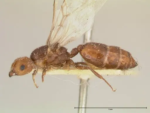 Crematogaster castanea specimen FOCOL0653 image focol0653_3