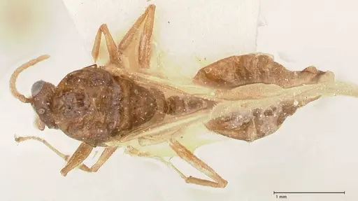 Crematogaster castanea specimen FOCOL0654 image focol0654_1