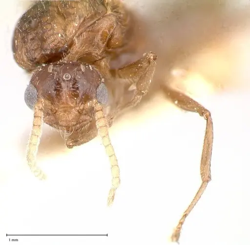 Crematogaster castanea specimen FOCOL0654 image focol0654_2