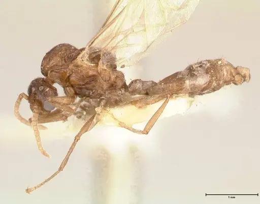 Crematogaster castanea specimen FOCOL0654 image focol0654_3