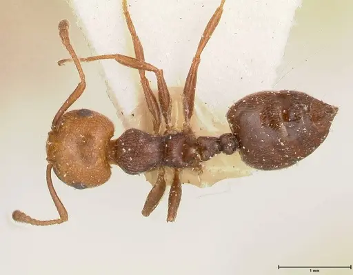 Crematogaster castanea specimen FOCOL0655 image focol0655_1