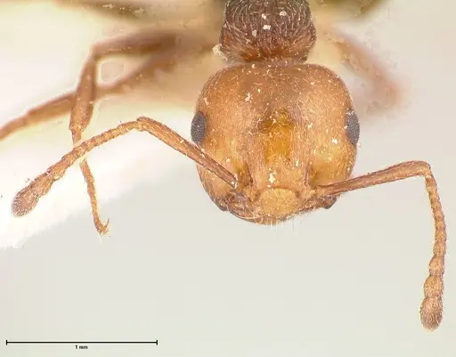 Crematogaster castanea specimen FOCOL0655 image focol0655_2