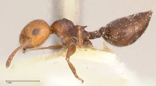 Crematogaster castanea specimen FOCOL0655 image focol0655_3