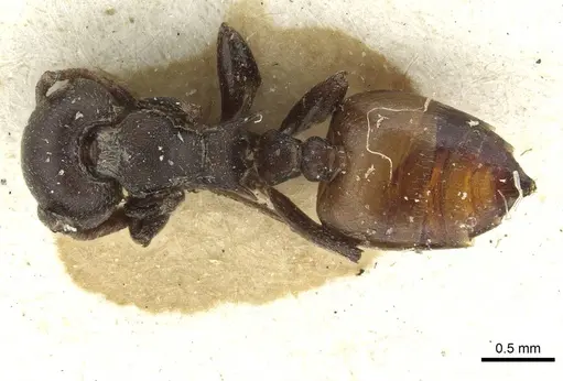 Crematogaster castanea specimen RMCAENT000017760 image rmcaent000017760_1