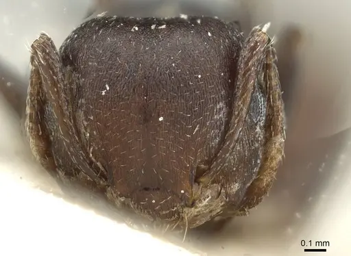 Crematogaster castanea specimen RMCAENT000017760 image rmcaent000017760_2