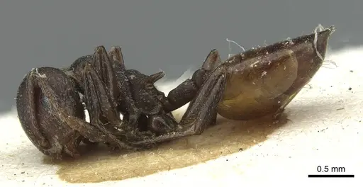 Crematogaster castanea specimen RMCAENT000017760 image rmcaent000017760_3