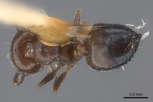 Crematogaster cedrosensis specimen CASENT0217850 image casent0217850_1