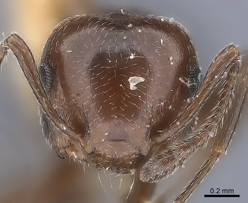 Crematogaster cedrosensis specimen CASENT0217850 image casent0217850_2