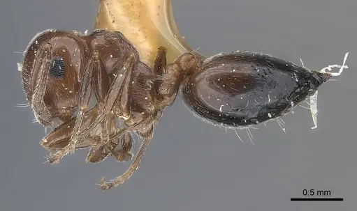 Crematogaster cedrosensis specimen CASENT0217850 image casent0217850_3