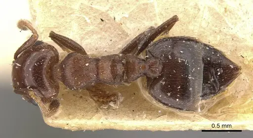 Crematogaster censor specimen CASENT0908511 image casent0908511_1