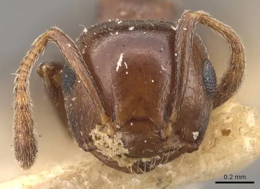 Crematogaster censor specimen CASENT0908511 image casent0908511_2