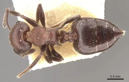 Crematogaster censor specimen CASENT0908512 image casent0908512_1
