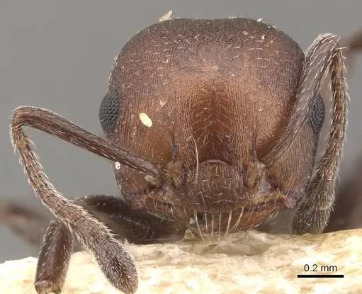 Crematogaster censor specimen CASENT0908512 image casent0908512_2