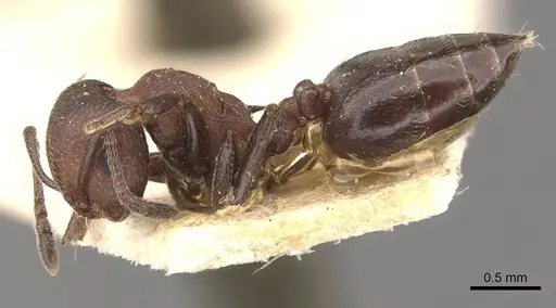 Crematogaster censor specimen CASENT0908512 image casent0908512_3