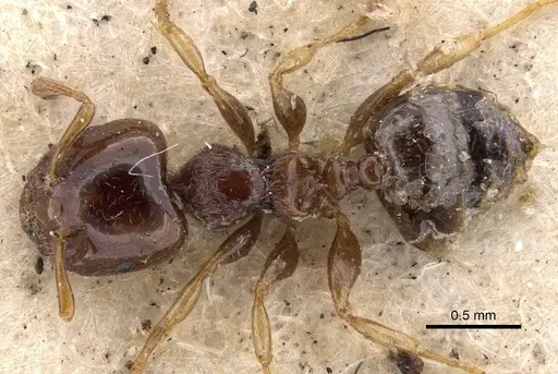 Crematogaster cephalotes specimen CASENT0901436 image casent0901436_1