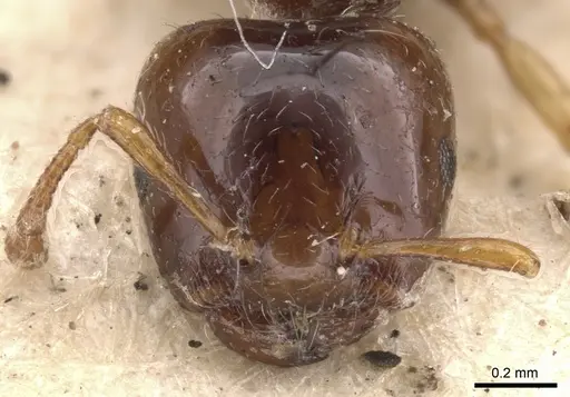 Crematogaster cephalotes specimen CASENT0901436 image casent0901436_2