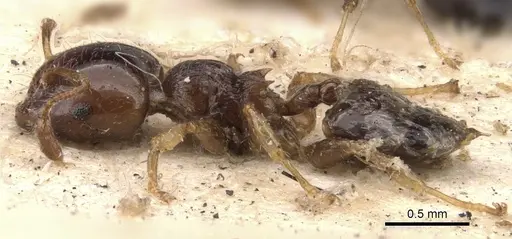 Crematogaster cephalotes specimen CASENT0901436 image casent0901436_3