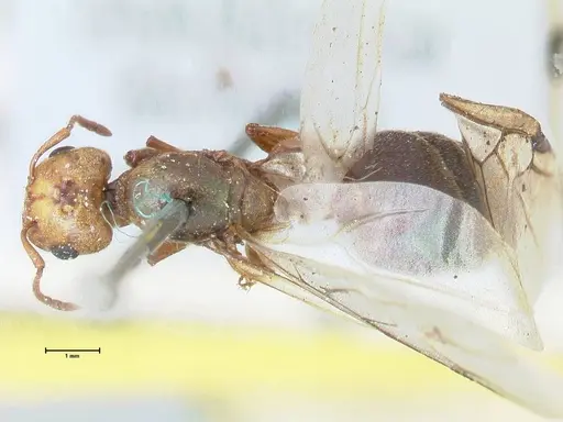 Crematogaster cephalotes specimen FOCOL1478 image focol1478_1