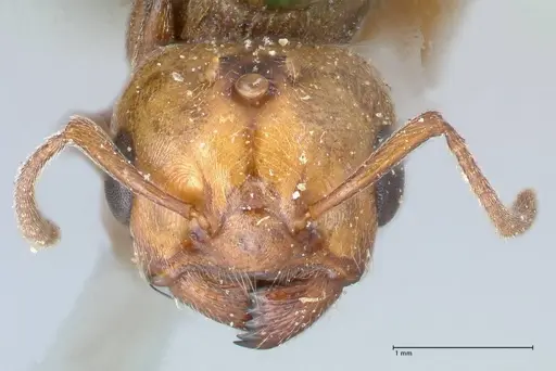 Crematogaster cephalotes specimen FOCOL1478 image focol1478_2