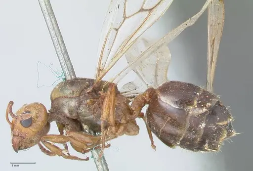 Crematogaster cephalotes specimen FOCOL1478 image focol1478_3