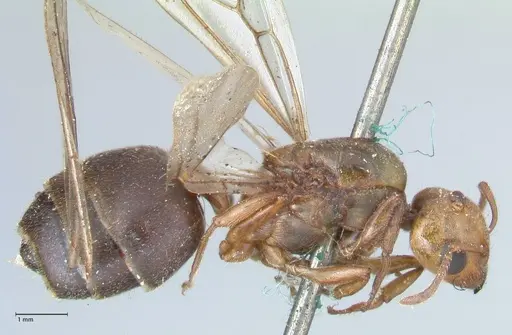 Crematogaster cephalotes specimen FOCOL1478 image focol1478_4