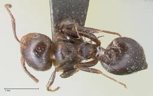 Crematogaster cephalotes specimen FOCOL1479 image focol1479_1