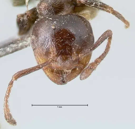 Crematogaster cephalotes specimen FOCOL1479 image focol1479_2