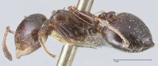Crematogaster cephalotes specimen FOCOL1479 image focol1479_3
