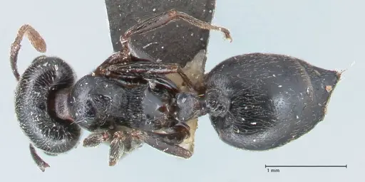 Crematogaster cephalotes specimen FOCOL1480 image focol1480_1