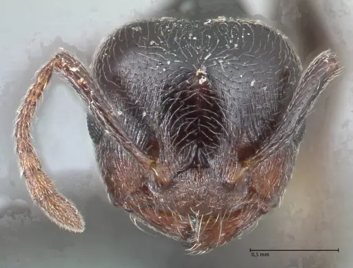 Crematogaster cephalotes specimen FOCOL1480 image focol1480_2