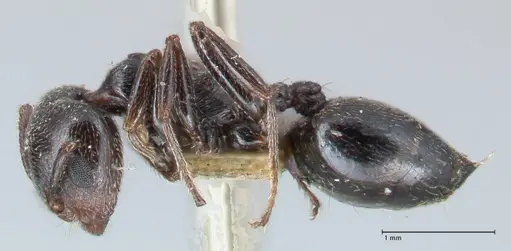 Crematogaster cephalotes specimen FOCOL1480 image focol1480_3