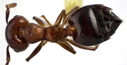 Crematogaster cerasi specimen ANTWEB1041626 image antweb1041626_1