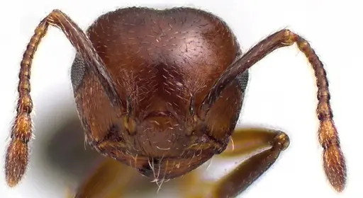 Crematogaster cerasi specimen ANTWEB1041626 image antweb1041626_2