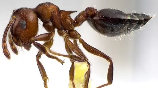 Crematogaster cerasi specimen ANTWEB1041626 image antweb1041626_3
