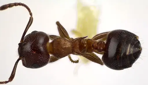 Crematogaster cerasi specimen ANTWEB1041629 image antweb1041629_1