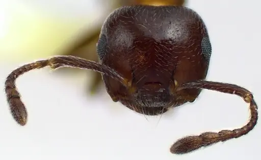Crematogaster cerasi specimen ANTWEB1041629 image antweb1041629_2