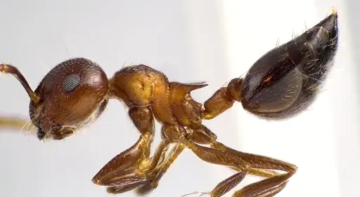 Crematogaster cerasi specimen ANTWEB1041629 image antweb1041629_3