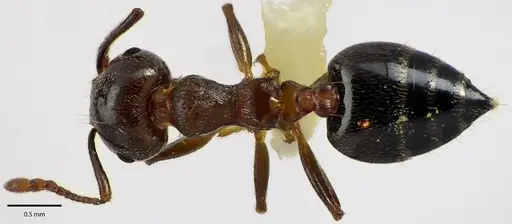 Crematogaster cerasi specimen ANTWEB1041687 image antweb1041687_1